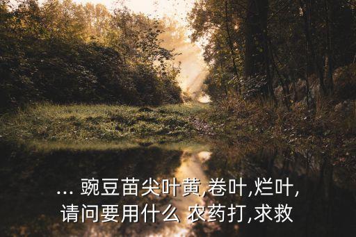 豌豆花期噴灑什么農藥