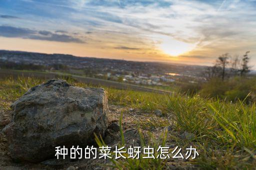 種的的菜長蚜蟲怎么辦