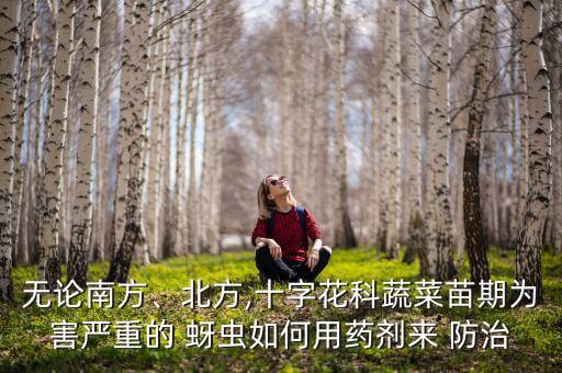 無論南方、北方,十字花科蔬菜苗期為害嚴重的 蚜蟲如何用藥劑來 防治