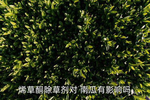 烯草酮除草劑對(duì) 南瓜有影響嗎