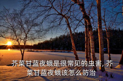  芥菜甘藍夜蛾是很常見的蟲害, 芥菜甘藍夜蛾該怎么防治