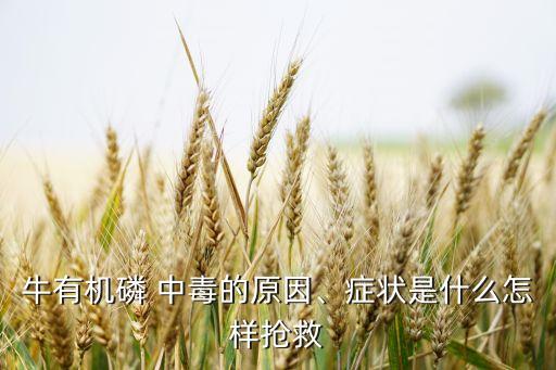 牛有機(jī)磷 中毒的原因、癥狀是什么怎樣搶救