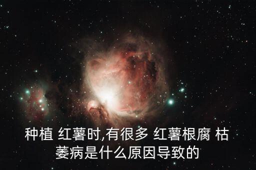 種植 紅薯時,有很多 紅薯根腐 枯萎病是什么原因?qū)е碌? class=