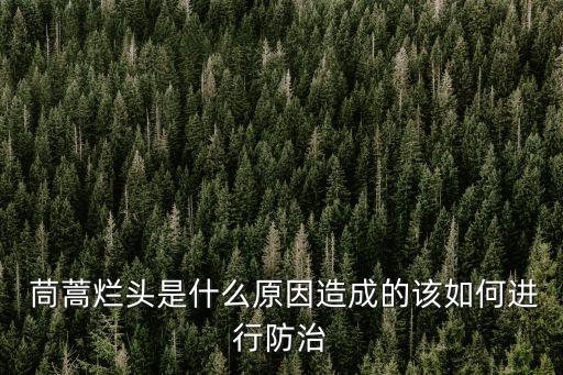 茼蒿爛頭是什么原因造成的該如何進行防治