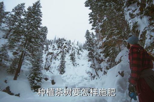 高山荼仔需要治什么農藥