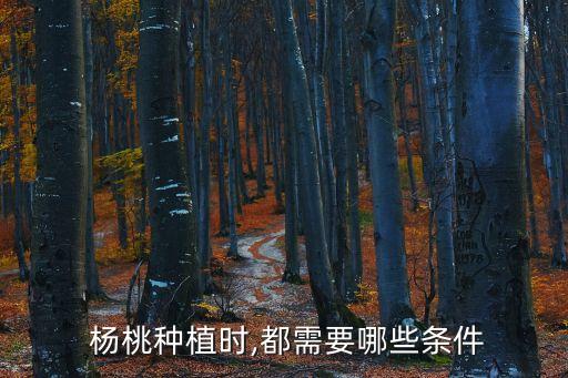 楊桃種植時(shí),都需要哪些條件