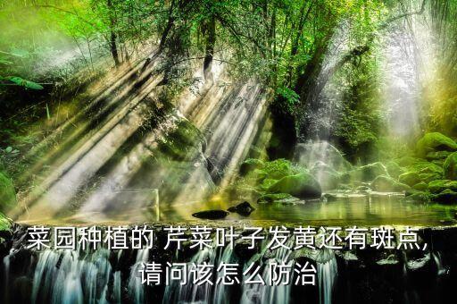 菜園種植的 芹菜葉子發(fā)黃還有斑點,請問該怎么防治