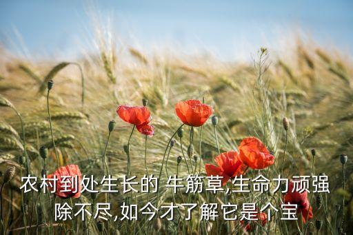 治牛筋草用什么農藥,牛筋草有什么功效