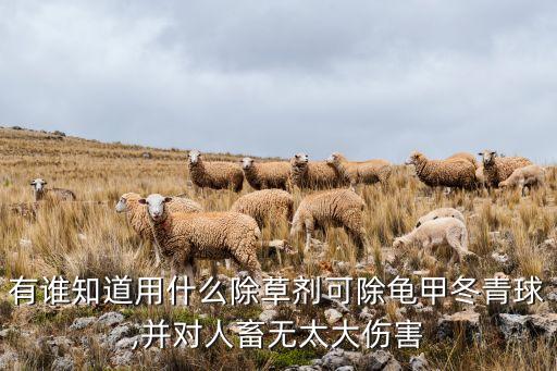 有誰知道用什么除草劑可除龜甲冬青球,并對人畜無太大傷害