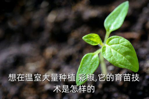 想在溫室大量種植 彩椒,它的育苗技術是怎樣的