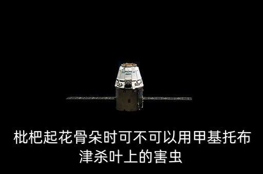 枇杷用什么農藥殺死蟲子