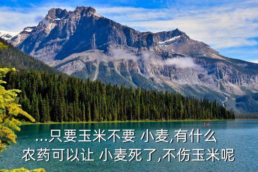 什么農藥可以打死小麥,三月份小麥打什么農藥