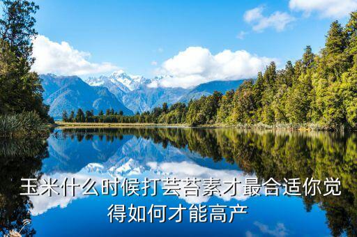  玉米什么時候打蕓苔素才最合適你覺得如何才能高產