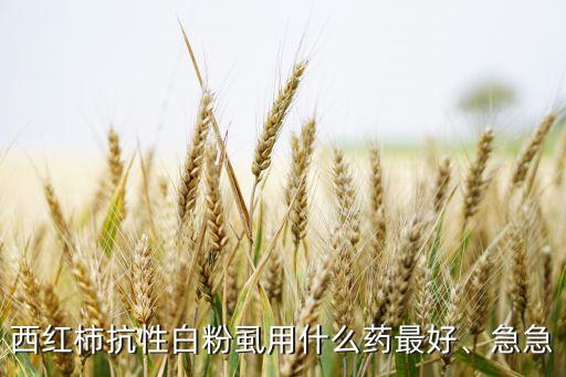 西紅柿抗性白粉虱用什么藥最好、急急