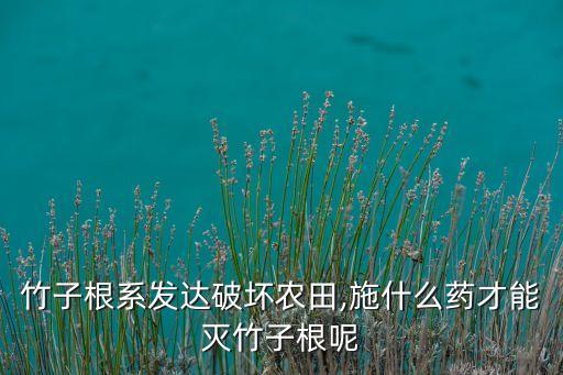 竹子根系發達破壞農田,施什么藥才能滅竹子根呢