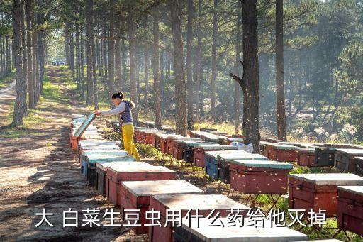 白菜除蟲用什么農藥好,除蟲什么農藥最好