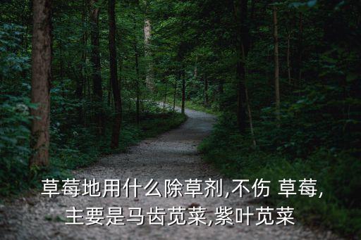 草莓地用什么除草劑,不傷 草莓,主要是馬齒莧菜,紫葉莧菜