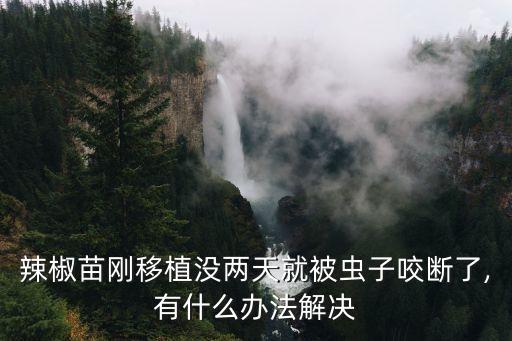 泡桐樹用什么農(nóng)藥,風(fēng)水上泡桐樹代表什么