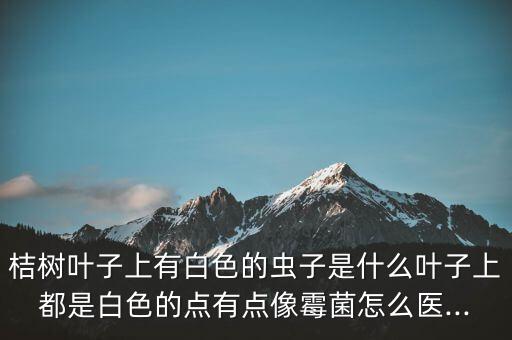 桔樹葉子上有白色的蟲子是什么葉子上都是白色的點有點像霉菌怎么醫...