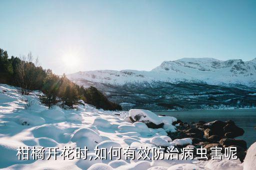 柑橘開(kāi)花時(shí),如何有效防治病蟲(chóng)害呢