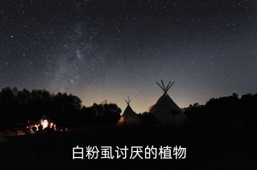 白粉虱討厭的植物