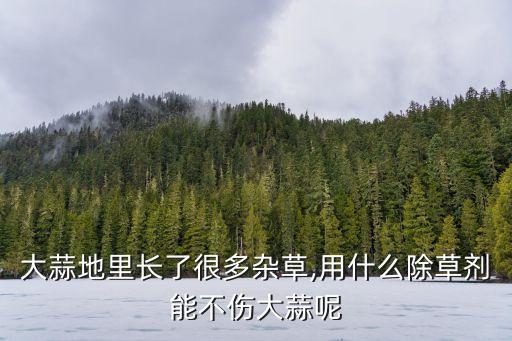 大蒜地里長了很多雜草,用什么除草劑能不傷大蒜呢