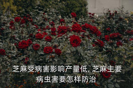 芝麻受病害影響產量低, 芝麻主要病蟲害要怎樣防治