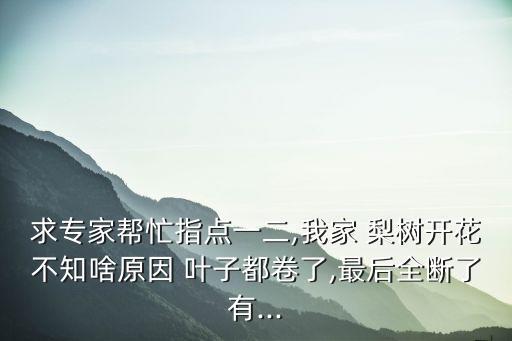 求專家幫忙指點一二,我家 梨樹開花不知啥原因 葉子都卷了,最后全斷了有...