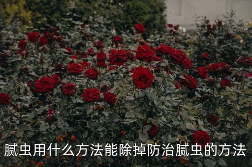 膩蟲打什么農藥,豆角長膩蟲不用農藥如何處理