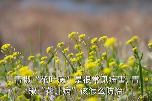  青椒“花葉病”是很常見病害, 青椒“花葉病”該怎么防治