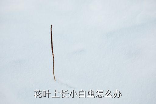 花上的白粉虱用什么農藥,白粉虱打什么農藥