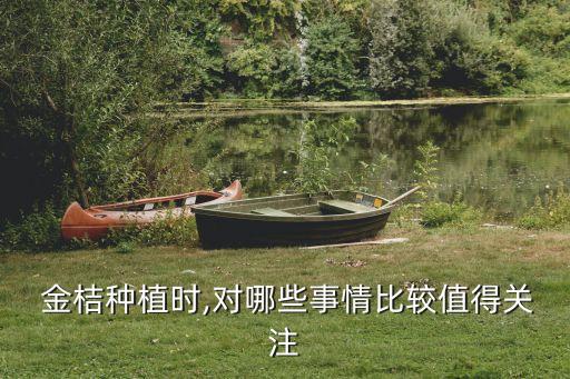  金桔種植時,對哪些事情比較值得關注