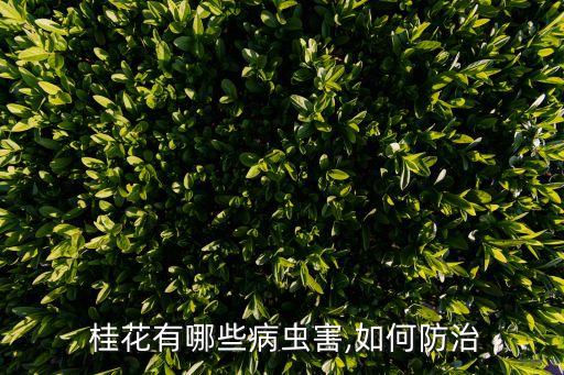  桂花有哪些病蟲害,如何防治
