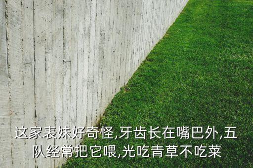 這家表妹好奇怪,牙齒長在嘴巴外,五隊經(jīng)常把它喂,光吃青草不吃菜