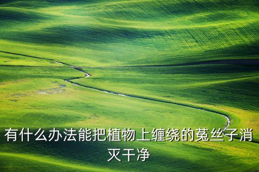 有什么辦法能把植物上纏繞的菟絲子消滅干凈