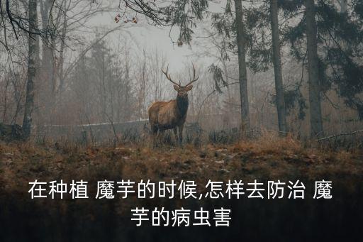 在種植 魔芋的時候,怎樣去防治 魔芋的病蟲害