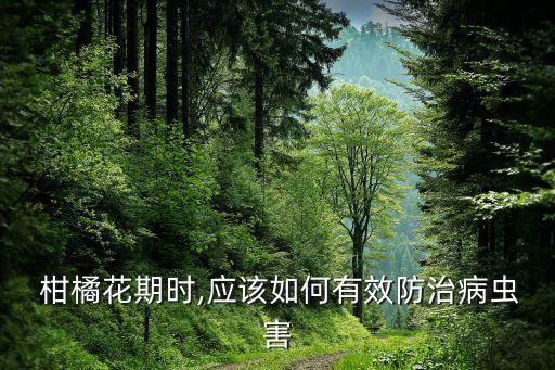  柑橘花期時,應該如何有效防治病蟲害