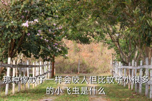 那種像蚊子一樣會咬人但比蚊子小很多的小飛蟲是什么