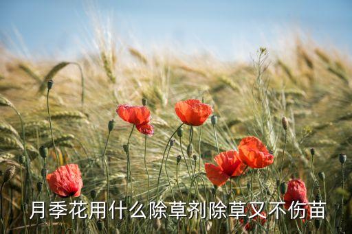 月季殺蟲使用什么農(nóng)藥,月季用什么藥殺蟲快