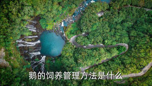 鵝的飼養管理方法是什么