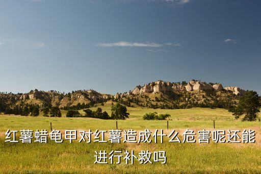 紅薯蠟龜甲對紅薯造成什么危害呢還能進行補救嗎