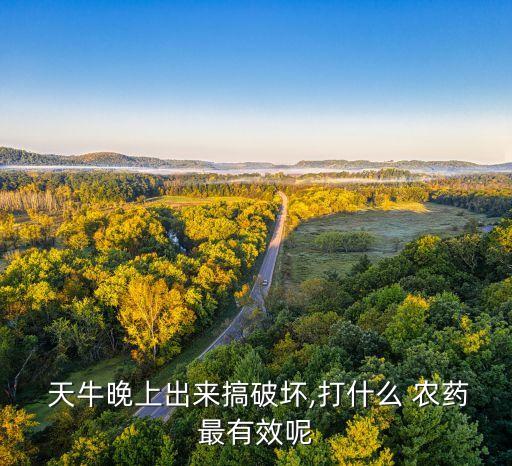 桉樹天牛蟲用什么農藥殺蟲