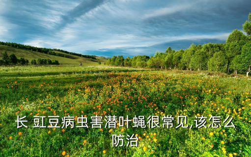 長(zhǎng) 豇豆病蟲害潛葉蠅很常見,該怎么防治