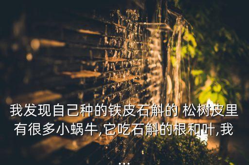 松樹皮打什么農(nóng)藥能殺蟲,什么農(nóng)藥能殺死松樹