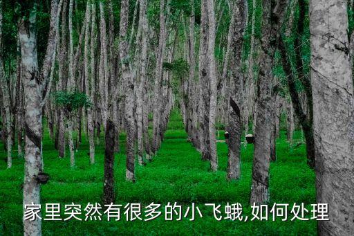 家里突然有很多的小飛蛾,如何處理