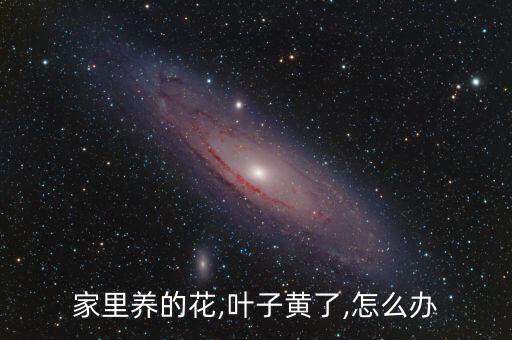 家里養的花,葉子黃了,怎么辦