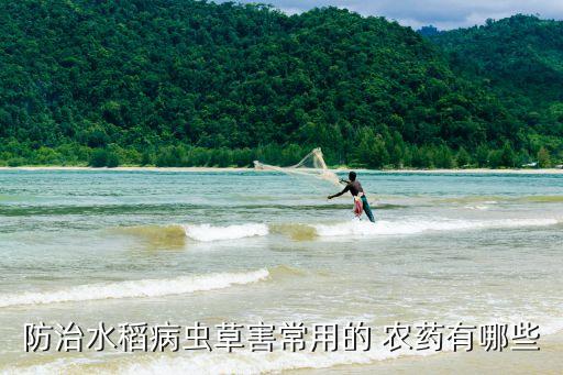 稻子打什么農(nóng)藥好呢,打下來的稻子像什么