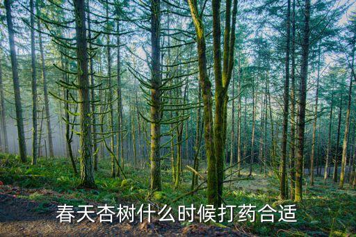 春天杏樹什么時候打藥合適