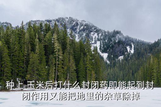 澆玉米后打什么農藥,玉米可以和什么一起打糊