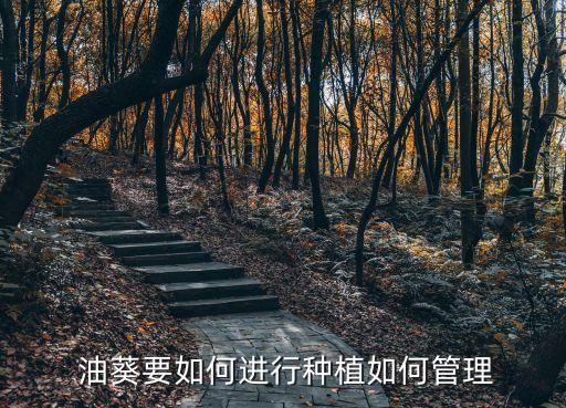 油葵經常需要什么農藥,經常吃油葵有什么好處